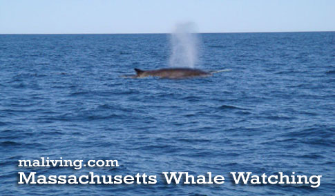 Massachusetts Whale Watching Tours Boats Boating Whales Dolphins