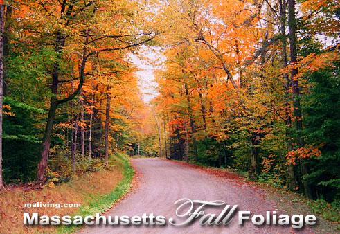 Massachusetts Fall Foliage