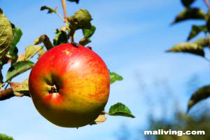Massachusetts Apple Orchards and Apple Growers Massachusetts Apple Orchards and Apple Growers