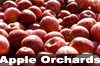 Mass. Apple Orchards