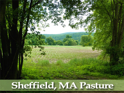 Sheffield, MA Pasture - Photo by Tim Grafft/MOTT 