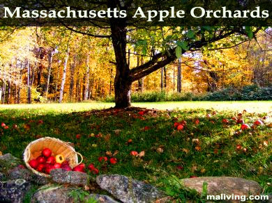 Massachusetts Apple Orchards and Apple Growers