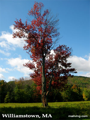 Massachusetts Apple Orchards and Apple Growers