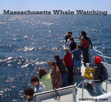 Massachusetts Whale Watching Tours Boats Boating Whales Dolphins | MA