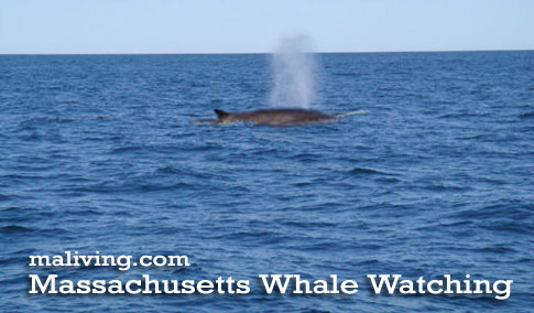 Massachusetts Whale Watching