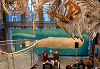 new bedford whaling museum